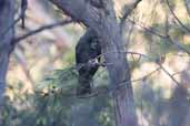 Glossy Black Cockatoo, Mallacoota, Victoria, Australia, April 2006 - click for larger image