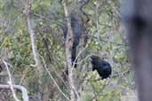 Glossy Black Cockatoo, Mallacoota, Victoria, Australia, April 2006 - click for larger image