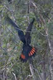 Glossy Black Cockatoo, Mallacoota, Victoria, Australia, April 2006 - click for larger image