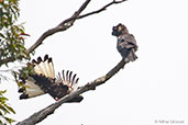 Short-billed Black-cockatoo, Porongurup, Western Australia, October 2013 - click for larger image