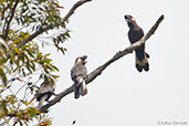 Short-billed Black-cockatoo, Porongurup, Western Australia, October 2013 - click for larger image