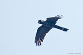 Short-billed Black-cockatoo, Cheynes Beach, Western Australia, October 2013 - click for larger image