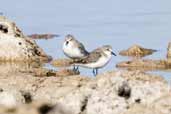 Red-necked Stint, The Coorong, SA, Australia, March 2006 - click for larger image