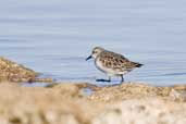 Red-necked Stint, The Coorong, SA, Australia, March 2006 - click for larger image