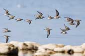 Red-necked Stint, The Coorong, SA, Australia, March 2006 - click for larger image