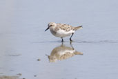 Red-necked Stint, The Coorong, SA, Australia, March 2006 - click for larger image