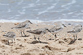 Red-necked Stint, Cairns, Queensland, Australia, November 20106 - click for larger image