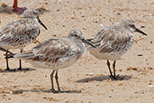  Great Knot, Cairns, Queensland, Australia, November 2010 - click for larger image