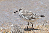  Great Knot, Cairns, Queensland, Australia, November 2010 - click for larger image