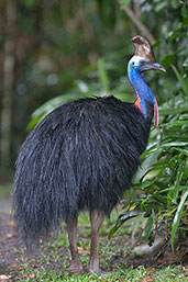 Southern Cassowary, Kuranda, Queensland, Australia, November 2010 - click for larger image