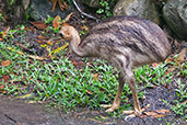 Southern Cassowary, Kuranda, Queensland, Australia, November 2010 - click for larger image