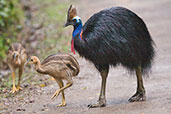 Southern Cassowary, Kuranda, Queensland, Australia, November 2010 - click for larger image