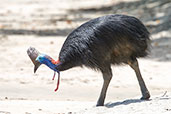 Southern Cassowary, Etty Bay, Queensland, Australia, December 2010 - click for larger image