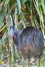 Southern Cassowary, Etty Bay, Queensland, Australia, December 2010 - click for larger image