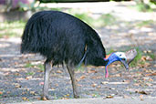 Southern Cassowary, Etty Bay, Queensland, Australia, December 2010 - click for larger image