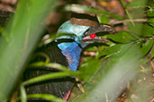 Southern Cassowary, Etty Bay, Queensland, Australia, December 2010 - click for larger image