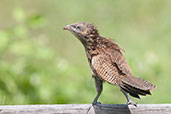Pheasant Coucal, Cooktown, Queensland, Australia, November 2010 - click for larger image