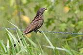 Pheasant Coucal, Cooktown, Queensland, Australia, November 2010 - click for larger image