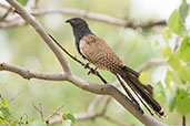 Pheasant Coucal, Kuranda, Queensland, Australia, November 2010 - click for larger image