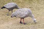 Cape Barren Goose, Maria Island, Tasmania, Australia, February 2006 - click on image for a larger view