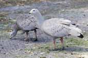 Cape Barren Goose, Kangaroo Island, Australia, March 2006 - click on image for a larger view