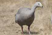 Cape Barren Goose, Kangaroo Island, Australia, March 2006 - click on image for a larger view