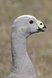 Cape Barren Goose, Kangaroo Island, Australia, March 2006 - click on image for a larger view