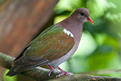 Emerald Dove, Kuranda, Queensland, Australia, November 2010 - click for larger image