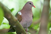 Emerald Dove, Kuranda, Queensland, Australia, November 2010 - click for larger image