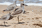 Greater Sand Plover, Cairns, Queensland, Australia, November 2010 - click for larger image