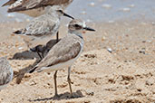 Greater Sand Plover, Cairns, Queensland, Australia, November 2010 - click for larger image