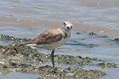 Lesser Sand Plover, Cairns, Queensland, Australia, November 2010 - click for larger image