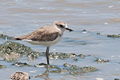 Lesser Sand Plover, Cairns, Queensland, Australia, November 2010 - click for larger image