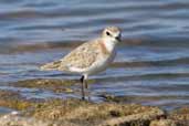 Red-capped Plover, The Coorong, SA, Australia, February 2006 - click for larger image