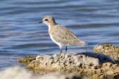 Red-capped Plover, The Coorong, SA, Australia, February 2006 - click for larger image