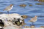 Red-capped Plover, The Coorong, SA, Australia, February 2006 - click for larger image