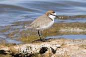 Red-capped Plover, The Coorong, SA, Australia, February 2006 - click for larger image