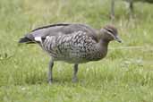 Female Australian Wood Duck, Melbourne, Victoria, Australia, January 2006 - click for larger image