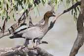 Male Australian Wood Duck, Mildura, Victoria, Australia, February 2006 - click for larger image