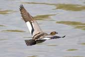 Male Australian Wood Duck, Mildura, Victoria, Australia, February 2006 - click for larger image