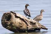 Male & female Australian Wood Duck, Mildura, Victoria, Australia, March 2006 - click for larger image