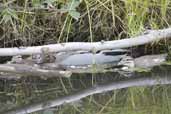 Australian Wood Duck, Cobargo, NSW, Australia, April 2006 - click for larger image