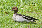 Maned Duck, Mount Lofty Botanical Gardens, South Australia, September 2013 - click for larger image