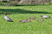 Maned Duck, Mount Lofty Botanical Gardens, South Australia, September 2013 - click for larger image