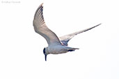 Whiskered Tern, Kakadu, Northern Territory, Australia, October 2013 - click for larger image