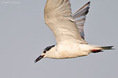 Whiskered Tern, Kakadu, Northern Territory, Australia, October 2013 - click for larger image