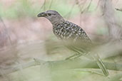 Great Bowerbird, Mount Molloy, Queensland, Australia, November 2010 - click for larger image