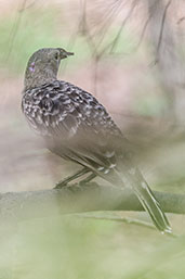 Great Bowerbird, Mount Molloy, Queensland, Australia, November 2010 - click for larger image