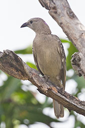 Great Bowerbird, Mount Molloy, Queensland, Australia, November 2010 - click for larger image