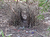 Great Bowerbird, Mount Molloy, Queensland, Australia, November 2010 - click for larger image